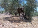 Εικόνα 8 από 14 - Αιωνόβια Δέντρα Ελιάς - Πελοπόννησος >  Ν. Κορίνθου