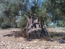 Εικόνα 6 από 14 - Αιωνόβια Δέντρα Ελιάς - Πελοπόννησος >  Ν. Κορίνθου