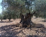 Αιωνόβια Δέντρα Ελιάς - Νομός Κορινθίας