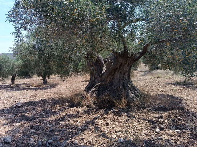 Εικόνα 1 από 14 - Αιωνόβια Δέντρα Ελιάς - Πελοπόννησος >  Ν. Κορίνθου