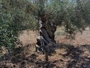 Εικόνα 10 από 14 - Αιωνόβια Δέντρα Ελιάς - Πελοπόννησος >  Ν. Κορίνθου