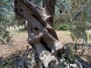 Εικόνα 11 από 14 - Αιωνόβια Δέντρα Ελιάς - Πελοπόννησος >  Ν. Κορίνθου