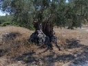 Εικόνα 12 από 14 - Αιωνόβια Δέντρα Ελιάς - Πελοπόννησος >  Ν. Κορίνθου