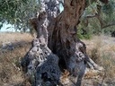 Εικόνα 13 από 14 - Αιωνόβια Δέντρα Ελιάς - Πελοπόννησος >  Ν. Κορίνθου