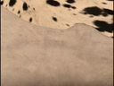 Εικόνα 3 από 3 - Χαλί από Δέρμα Αγελάδας -  Βόρεια & Ανατολικά Προάστια >  Χαλάνδρι