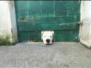 Εικόνα 9 από 12 - Σκύλος -  Κεντρική Θεσσαλονίκη >  Βαρδάρη