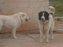 Εικόνα 1 από 17 - Τσοπανόσκυλο -  Κεντρικά & Νότια Προάστια >  Βύρωνας
