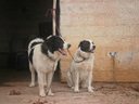Εικόνα 9 από 17 - Τσοπανόσκυλο -  Κεντρικά & Νότια Προάστια >  Βύρωνας