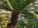 Εικόνα 1 από 2 - Φυτό Τσίκας -  Κεντρικά & Δυτικά Προάστια >  Ίλιον (Νέα Λιόσια)