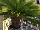 Εικόνα 2 από 2 - Φυτό Τσίκας -  Κεντρικά & Δυτικά Προάστια >  Ίλιον (Νέα Λιόσια)
