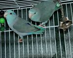Παπαγάλοι Parrotlet - Νέα Σμύρνη