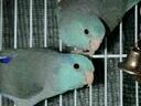 Εικόνα 4 από 6 - Παπαγάλοι Parrotlet -  Κεντρικά & Νότια Προάστια >  Νέα Σμύρνη