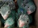 Εικόνα 5 από 6 - Παπαγάλοι Parrotlet -  Κεντρικά & Νότια Προάστια >  Νέα Σμύρνη