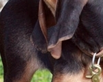 Λαγόσκυλο Σεγκούτσι - Υπόλοιπο Αττικής