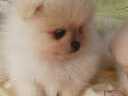 Εικόνα 4 από 4 - Mini Pomeranian - Στερεά Ελλάδα >  Ν. Ευβοίας