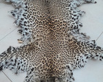 Δέρμα leopardi - Περιστέρι