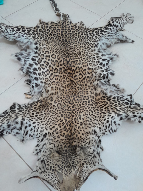 Εικόνα 1 από 2 - Δέρμα leopardi -  Κεντρικά & Δυτικά Προάστια >  Περιστέρι