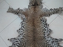 Εικόνα 2 από 2 - Δέρμα leopardi -  Κεντρικά & Δυτικά Προάστια >  Περιστέρι