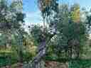 Εικόνα 1 από 8 - Ελαιόδεντρα - Πελοπόννησος >  Ν. Κορίνθου