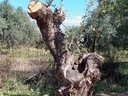 Εικόνα 3 από 8 - Ελαιόδεντρα - Πελοπόννησος >  Ν. Κορίνθου