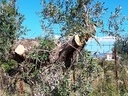 Εικόνα 4 από 8 - Ελαιόδεντρα - Πελοπόννησος >  Ν. Κορίνθου