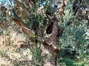 Εικόνα 5 από 8 - Ελαιόδεντρα - Πελοπόννησος >  Ν. Κορίνθου