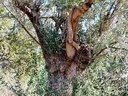 Εικόνα 6 από 8 - Ελαιόδεντρα - Πελοπόννησος >  Ν. Κορίνθου