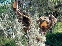 Εικόνα 8 από 8 - Ελαιόδεντρα - Πελοπόννησος >  Ν. Κορίνθου