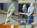 Εικόνα 17 από 22 - Παπαγαλάκια Budgie - Ν. Χαλκιδικής >  Δ. Καλλικράτειας