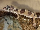 Εικόνα 1 από 7 - Leopard Geckos - Στερεά Ελλάδα >  Ν. Αιτωλοακαρνανίας