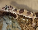 Leopard Geckos - Νομός Αιτωλοακαρνανίας