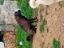 Εικόνα 4 από 17 - Τσοπανόσκυλο -  Κεντρικά & Νότια Προάστια >  Βύρωνας