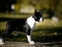 Εικόνα 1 από 2 - Boston Terrier με Pedigree -  Περίχωρα Θεσσαλονίκης >  Ωραιόκαστρο