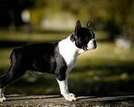 Boston Terrier - Ωραιόκαστρο