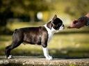 Εικόνα 2 από 2 - Boston Terrier με Pedigree -  Περίχωρα Θεσσαλονίκης >  Ωραιόκαστρο