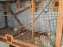 Εικόνα 1 από 2 - Κλουβί Πουλιών -  Βάρη >  Βάρκιζα