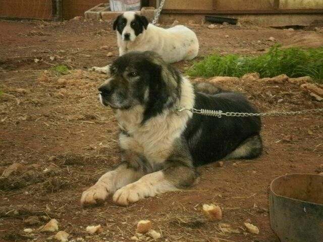 Εικόνα 1 από 19 - Τσοπανόσκυλο -  Κέντρο Αθήνας >  Γουδή