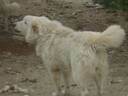 Εικόνα 18 από 19 - Τσοπανόσκυλο -  Κέντρο Αθήνας >  Γουδή