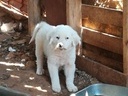 Εικόνα 5 από 19 - Τσοπανόσκυλο -  Κέντρο Αθήνας >  Γουδή