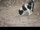 Εικόνα 6 από 19 - Τσοπανόσκυλο -  Κέντρο Αθήνας >  Γουδή