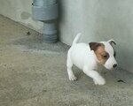 Jack Russell terrier - Ιλιον (Νέα Λιόσια)