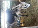 Εικόνα 4 από 7 - Αγελάδες Mini Zwerg Zebu -  Περίχωρα Θεσσαλονίκης >  Νέα Μηχανιώνα
