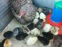 Εικόνα 15 από 15 - Αυγά εκκόλαψης -  Κεντρικά & Δυτικά Προάστια >  Αχαρνές (Μενίδι)