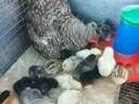 Εικόνα 4 από 15 - Αυγά εκκόλαψης -  Κεντρικά & Δυτικά Προάστια >  Αχαρνές (Μενίδι)