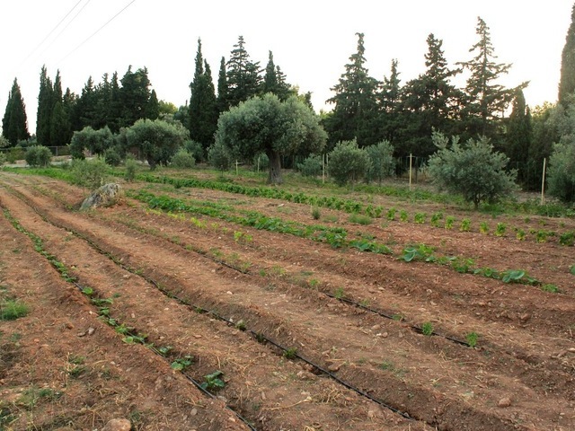 Land for rent Agios Panteleimon Land parcel 500 sq.m.