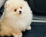 Mini Pomeranian - Ομόνοια
