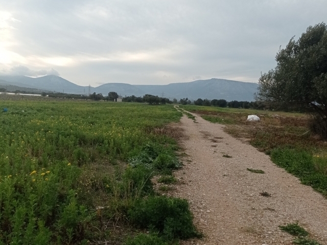 Land for rent Markopoulo Mesogaias (Markopoulo) Land parcel 8.127 sq.m.
