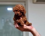 POODLE red Apricot toy - Κηφισιά
