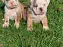 Εικόνα 1 από 2 - Διαθέσιμα Αγγλικά bulldog (FCI pedigree) -  Κεντρικά & Δυτικά Προάστια >  Ίλιον (Νέα Λιόσια)