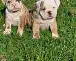 Διαθέσιμα Αγγλικά bulldog (FCI pedigree) - Ιλιον (Νέα Λιόσια)